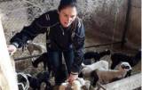 БАБХ с нова заповед за избиване на овцете и агнетата на Ана в Болярово