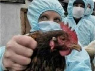 Вече и птичи грип- повишена е епизоотичната готовност..