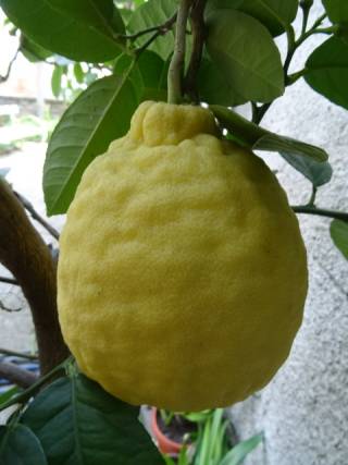 Огромни лимони отглеждат в Стралджа