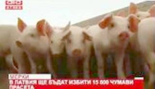И в Латвия се борят с чума по животните. Ето как: