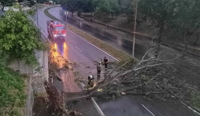 Близо 30 сигнала за паднали дървета, клони и скъсани жици в Ямбол след силната буря