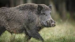 Нови четири случая на африканска чума са открити в отстреляни диви свине в Ямболска област