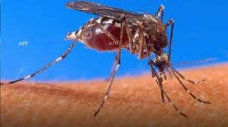 Поредно пръскане срещу комари