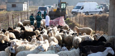 За избитите край Кабиле животни - статия на база Протокол от съдебно заседание: