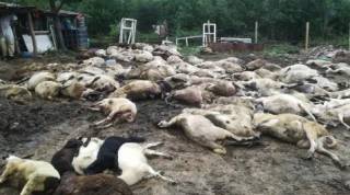 Право на отговор, след официалната ни публикация за министър Порожанов за чумата в Странджа в НС.