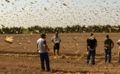 Нашествие на марокански скакалци заплашва Ямболско през 2025 г.