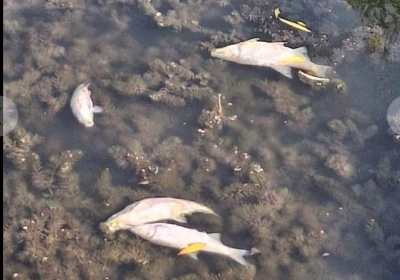 Зам.кмет на община:: Убиха ни! Спряха реките ни, изгориха горите ни, продадоха държавата ни!